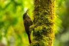 Ecuador-Guango. Streaked-headed woodcreeper bird on tree trunk. Art Print